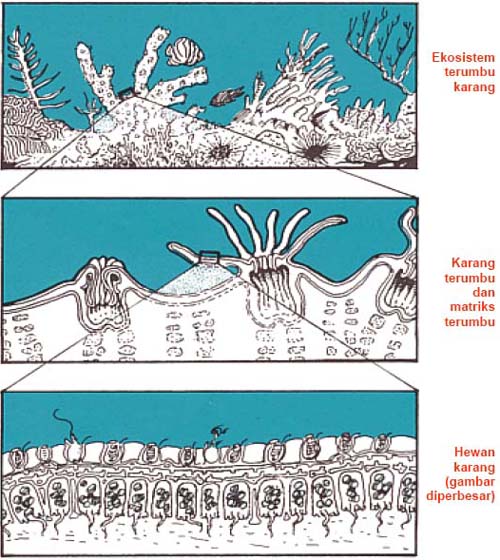 Ekosistem terumbu karang (atas), karang terumbu dan matriks terumbu (tengah), serta insert hewan karang (bawah)